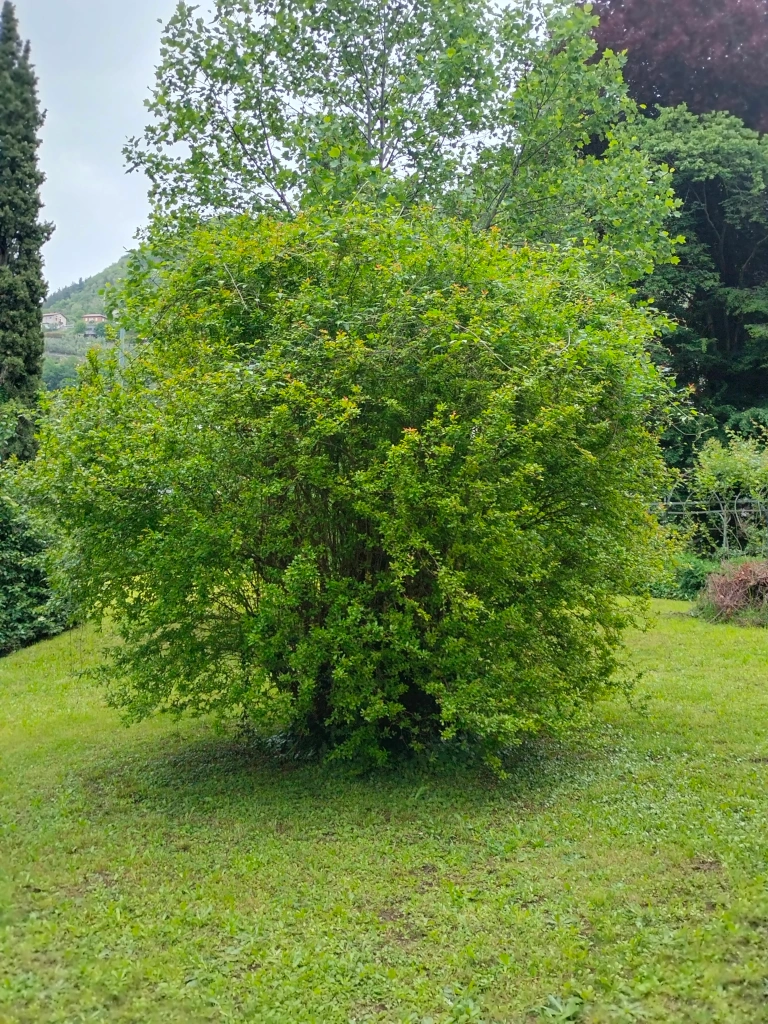 Melograno