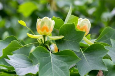 Liriodendron