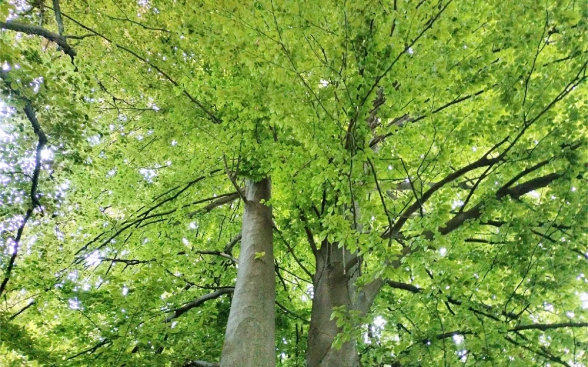 Fagus Sylvatica