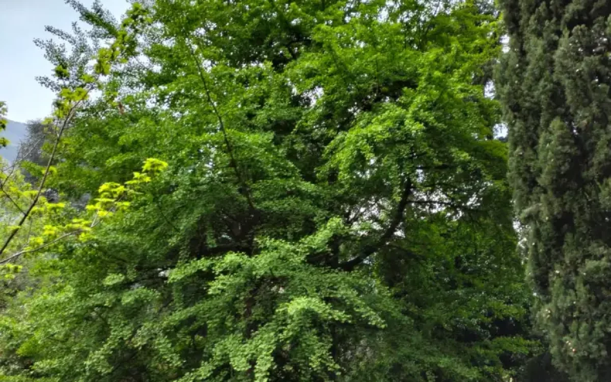 Ginkgo Biloba