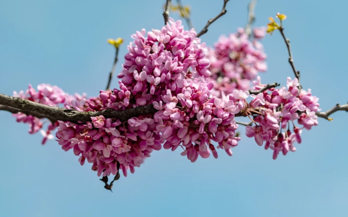 Cercis Siliquastrum