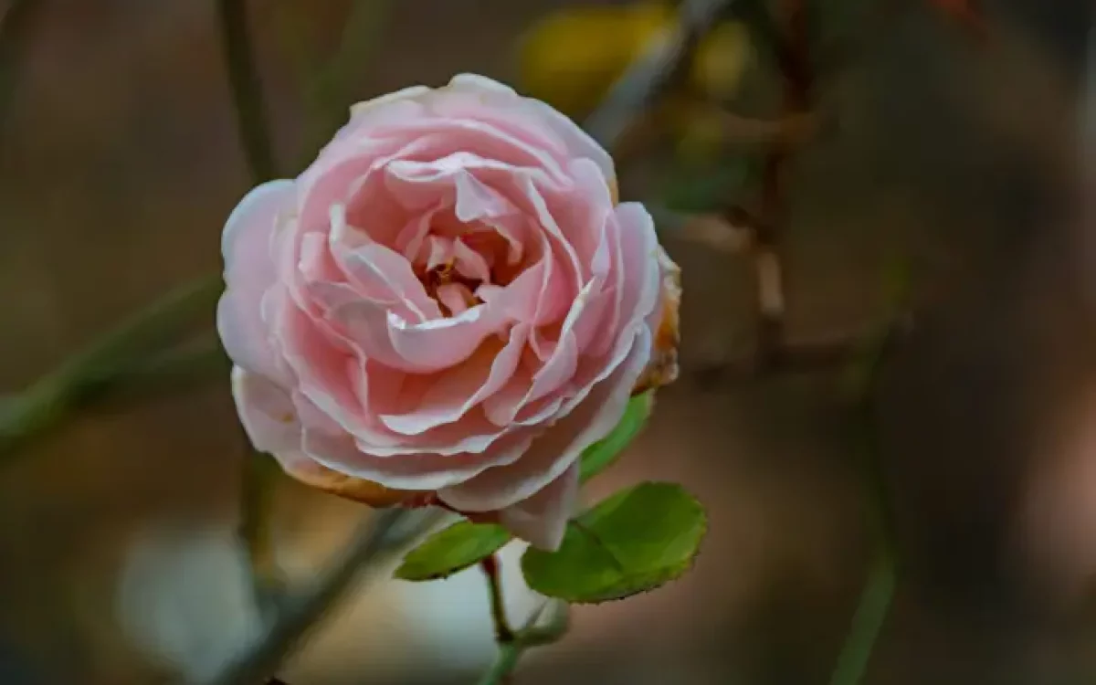 La corretta potatura delle rose rampicanti e rose sarmentose