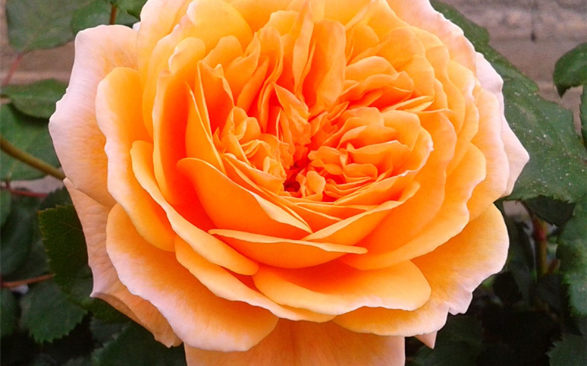 Crown Princess Margareta