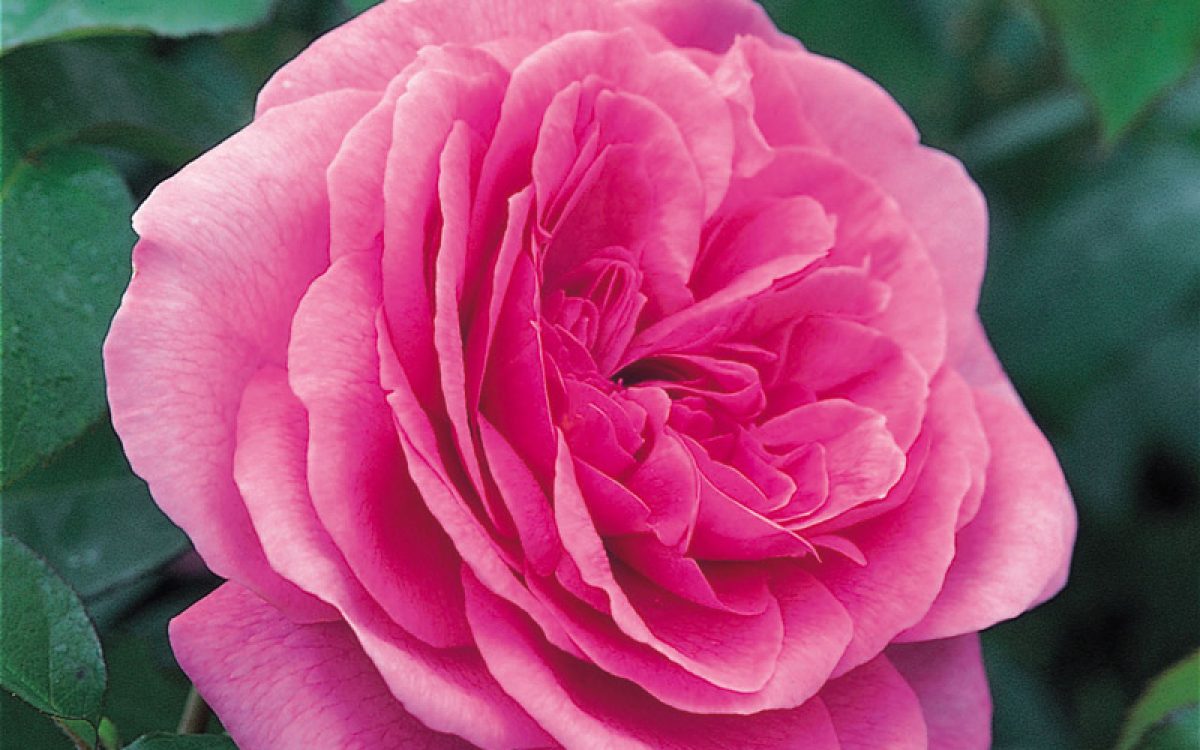 Gertrude Jekyll