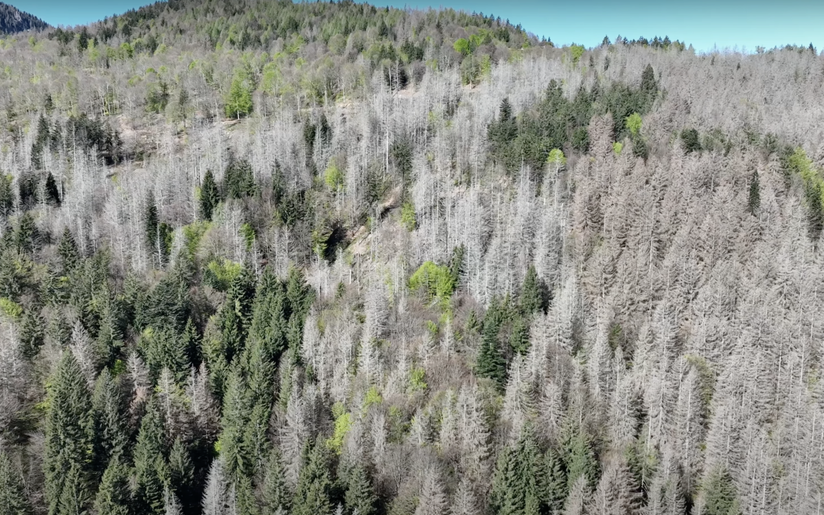 Riflessioni sulla crisi forestale in Val Palot, il futuro dei nostri boschi