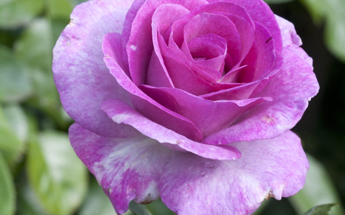 Violette Parfumée Gpt