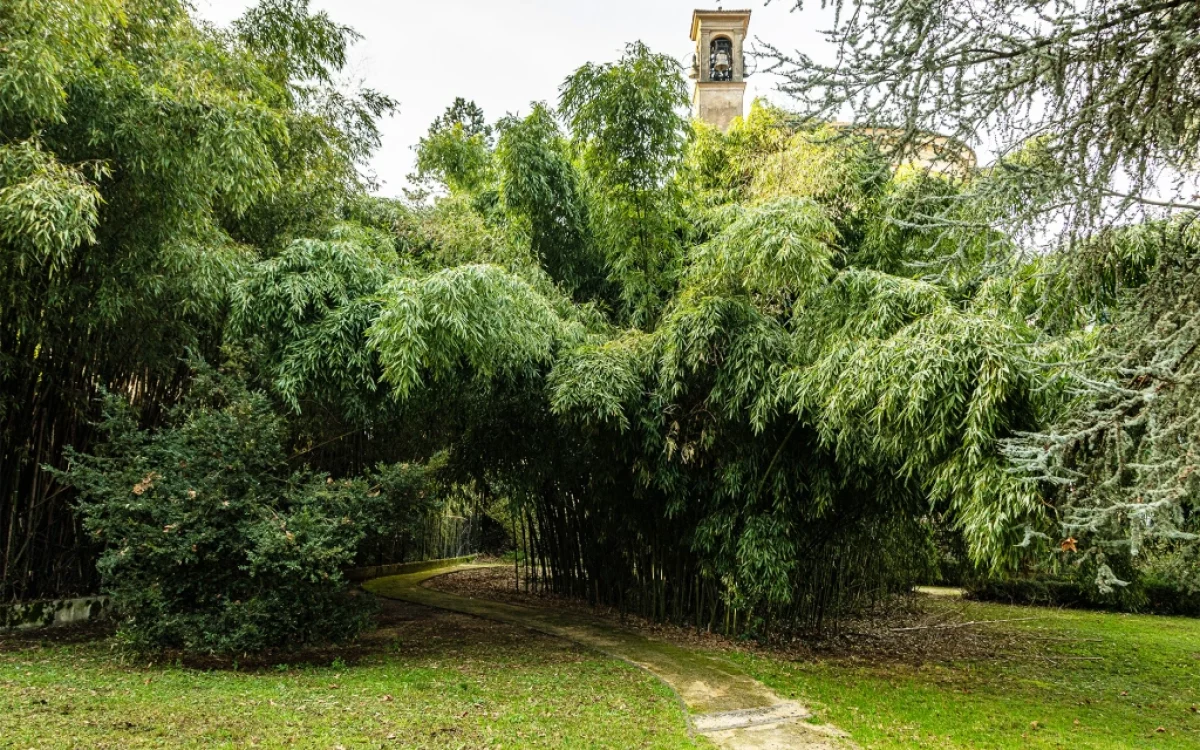 Bambù