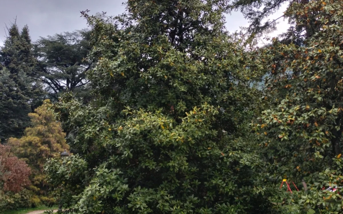 Magnolia grandiflora
