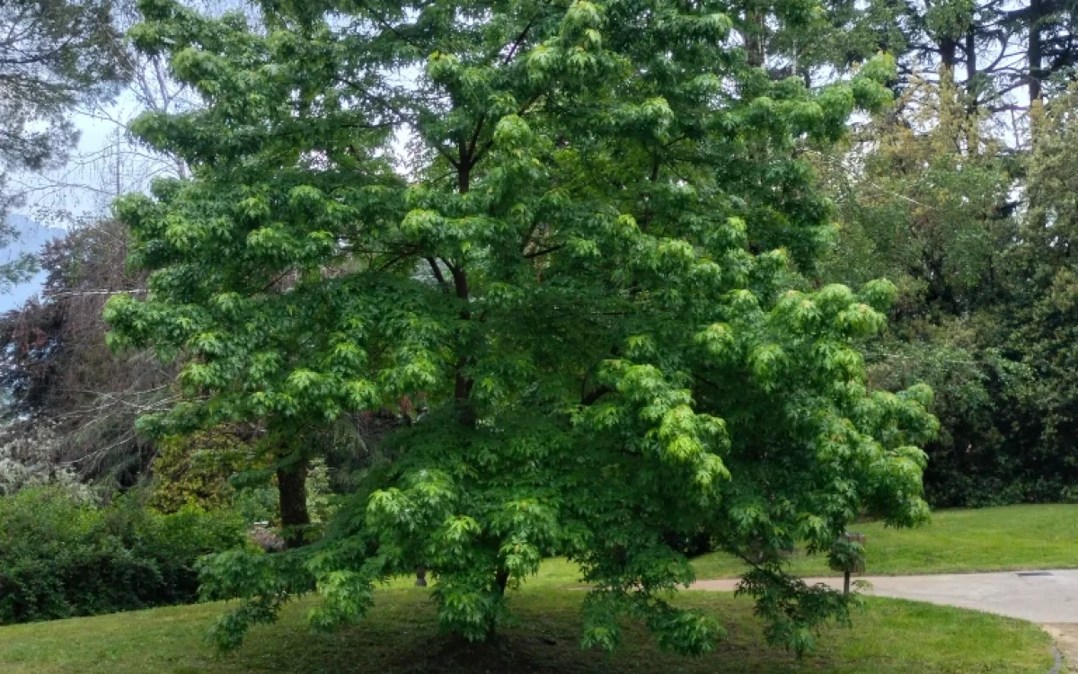 Liquidambar styraciflua