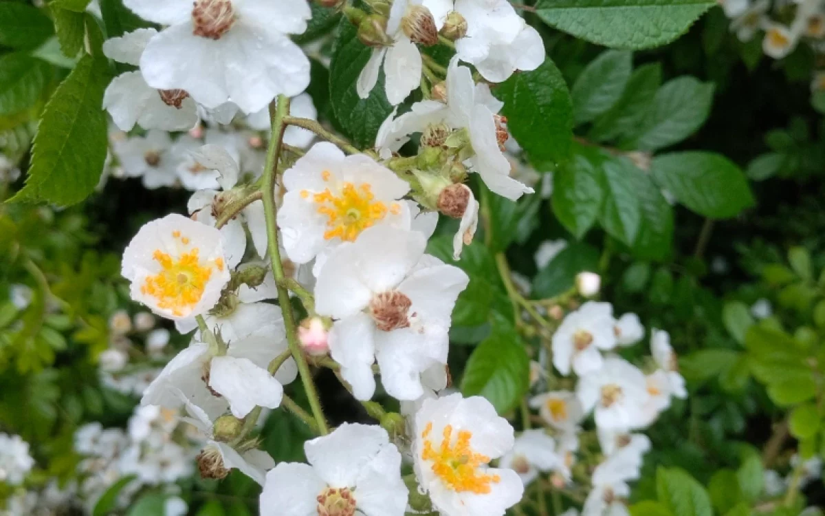 Rosa multiflora Thunb.