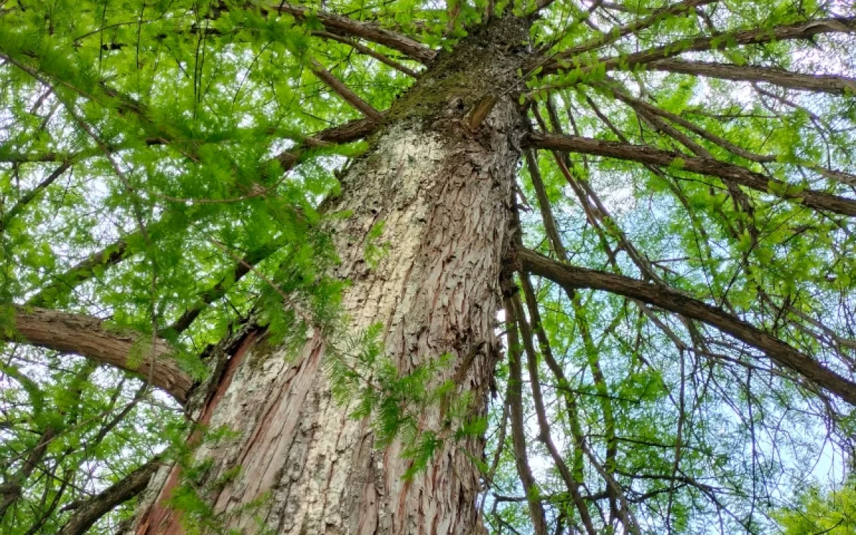 Taxodium Disticum