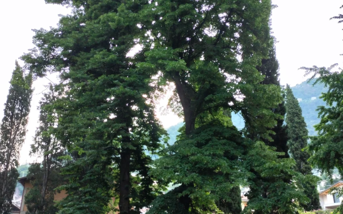 Tiglio