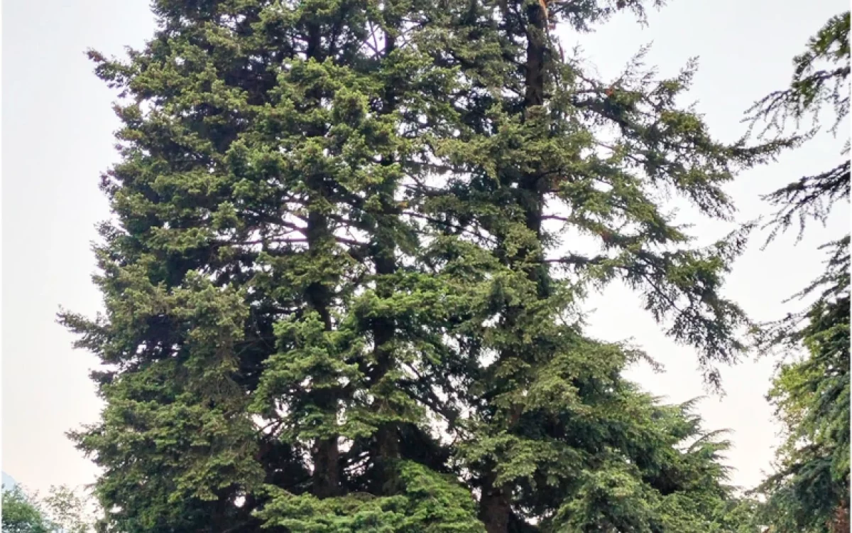 Pseudotsuga Menziesii