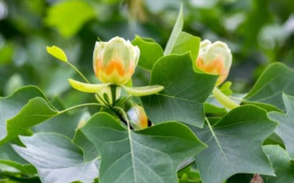 Liriodendron